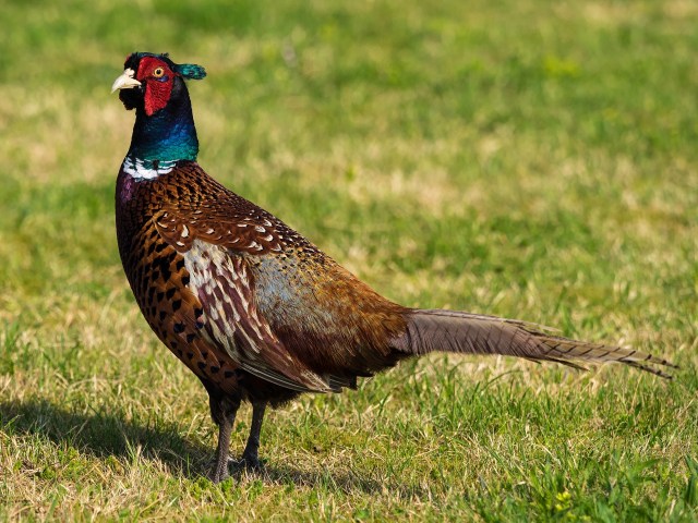 pheasant-2105505_1920